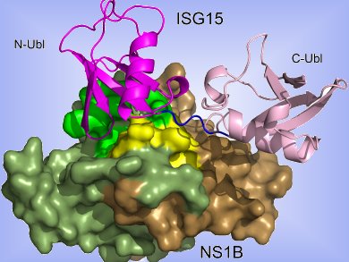 Why Does Influenza B Only Infect Humans?