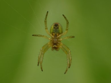 Polymerization-Powered Microspiders
