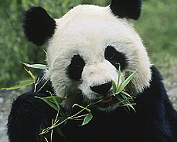 Panda Poop for Biofuel Production