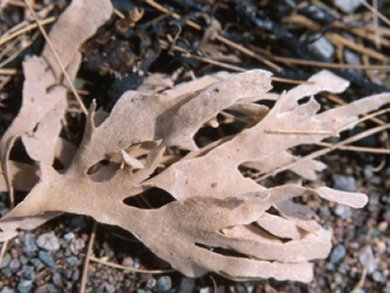 Seaweed Binder Improves Batteries