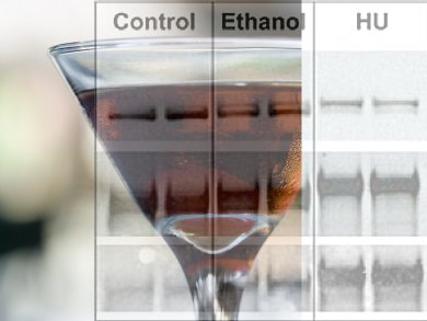 Alcohol Metabolism Causes DNA Damage