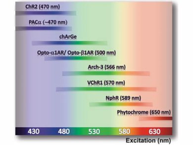 Optogenetics – Revolutionizing Biochemistry