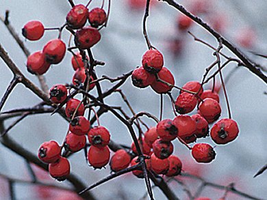Are Cranberries a Cancer Fighting Fruit?