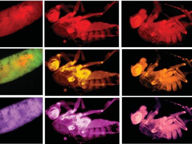 Feeding Fruit Flies So They Fluoresce