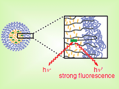 Affect of Alkyl Chain Length on Tumor Targeting