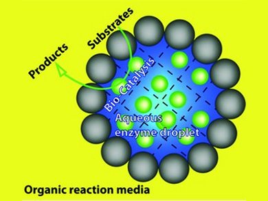 Caging Enzymes Improves Performance