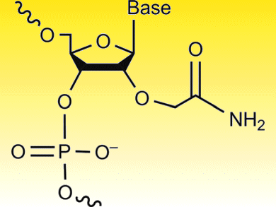 Stable Dinucleotide–RNA Duplexes