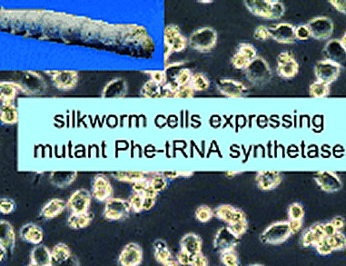 Incorporation of Unnatural Amino Acids into Silkworms