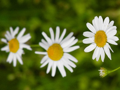 Daisy-Chains and Hydrogels