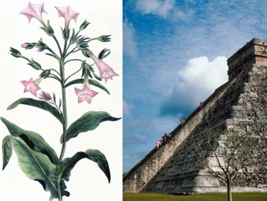 Ancient Mayans Used Tobacco