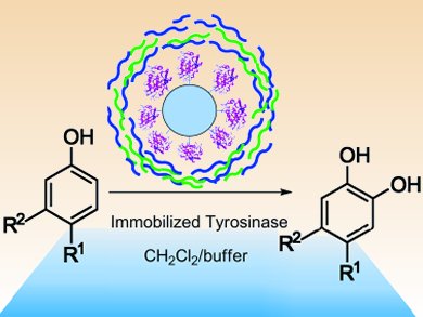 Electrolyte Layers Stabilize Mushroom Enzyme