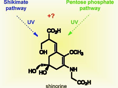 Sunscreen Biosynthesis in a Cyanobacterium