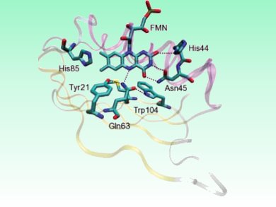 Quantum Mechanical Spatial Dimensions for Biomolecules