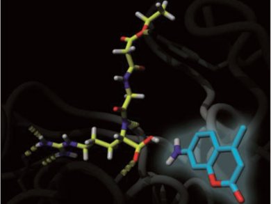 Accurate Monitoring of Thrombin Activity