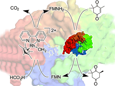 Breaking the Nicotinamide Habit