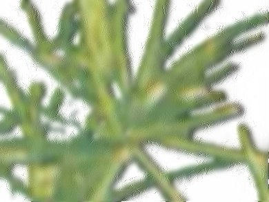 Asparagus Cochinchinensis as a Natural Antioxidant