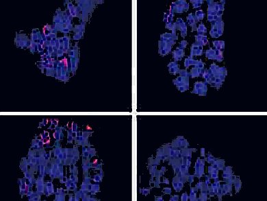 Novel Telomerase-Increasing Compound