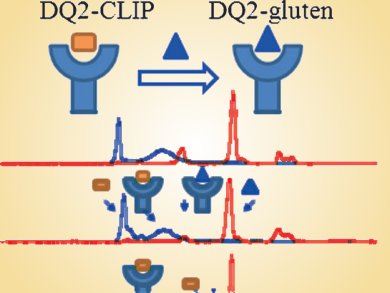 Gluten Breakdown