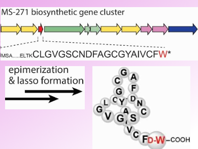 Biosynthesis of D-Tryptophan-Containing Lasso Peptide