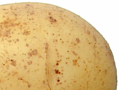 Field Trials With Genetically Optimized Potatoes