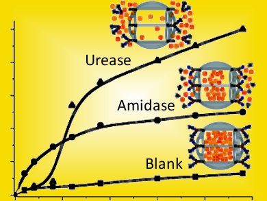 Enzyme-dependent Cargo Release