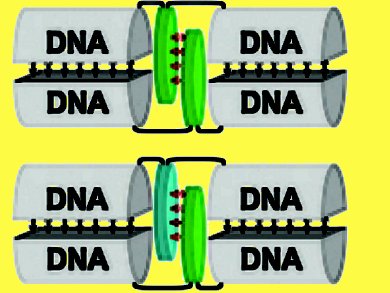 2,1,3-Benzothiadiazole-Modified DNA