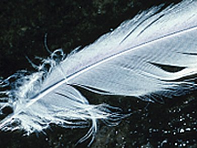 Poultry Feathers: Possible Health Risk