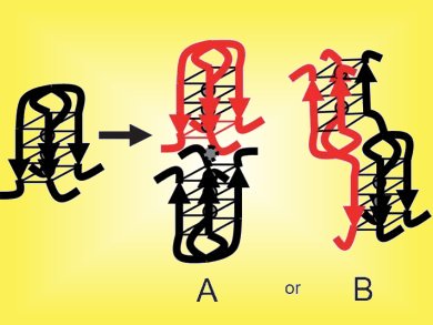 Stable Branched DNA G-Quadruplexes