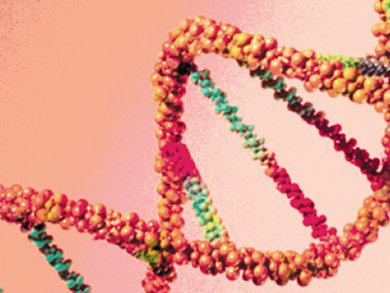 How Does Broken DNA Get Repaired?