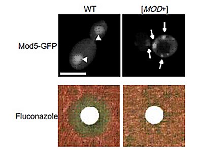 Not All Prions Are Destructive