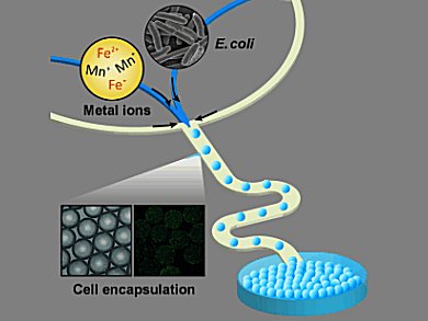 Biogenic Paramagnetic Nanoparticle Synthesis