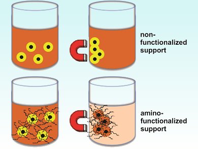 Magnetic Isolation of Hydrogenation Catalyst