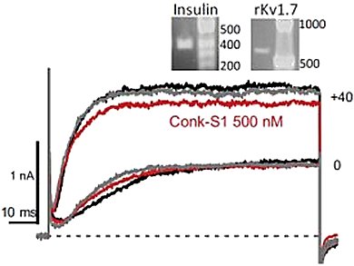 Diabetes Medication From Maraine Snails