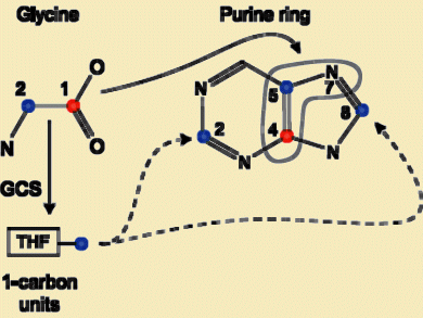 A Dangerous Role of a Small Aminoacid