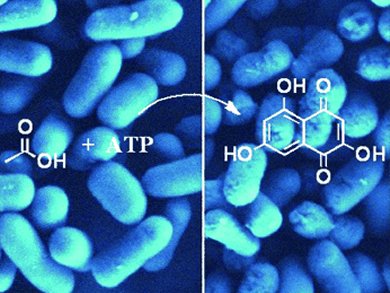 Escherichia Coli, The Super Cell