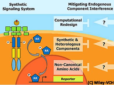 Synthetic Signaling Meets Endogenous Components
