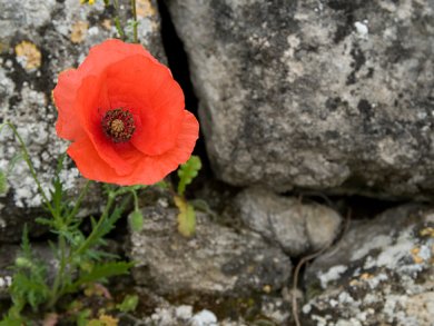 From Poppies to Noscapine