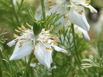 Black Cumin against Food Allergies