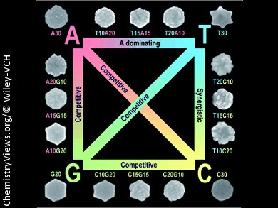 Gold Nanoparticles Follow “Genetic Code”