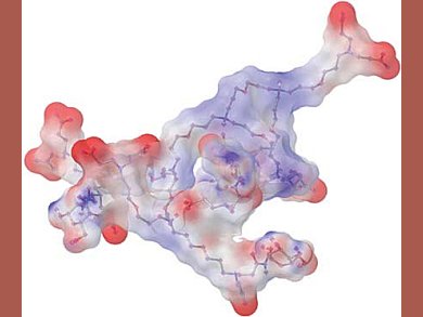 Glycosilated Dendrimers Protect the Gut