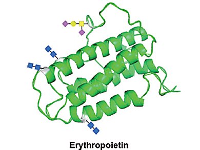 First Total Synthesis of Erythropoietin Glycoprotein
