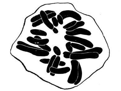 Preventing The Breakdown of Heterochromatin