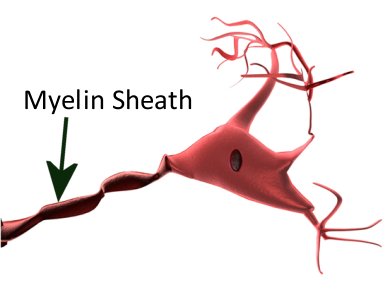 Nanofibers as Axon Surrogates