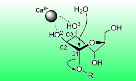 Distortions Imposed By An Enzyme