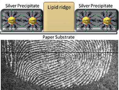 Inverse Fingerprints on Paper