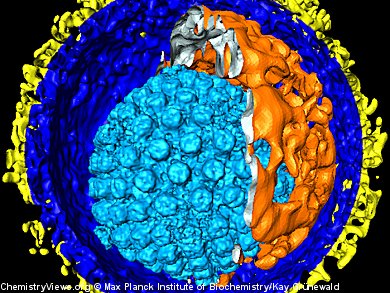 Unknown Proteins of the Herpesvirus Identified