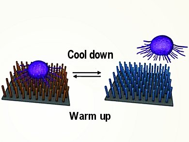 Capture and Preserve Cancer Cells