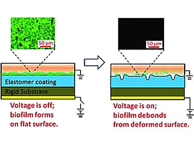 Bioinspired Active Control of Biofouling