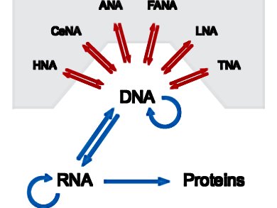 New Synthetic Nucleic Acids Expand Genetic Code