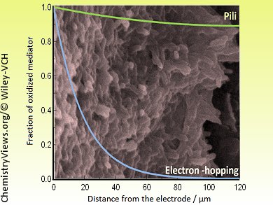 Electron-Hopping Through Biofilms